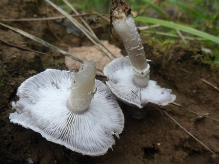Tricholoma cingulatum