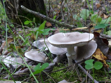 Tricholoma cingulatum