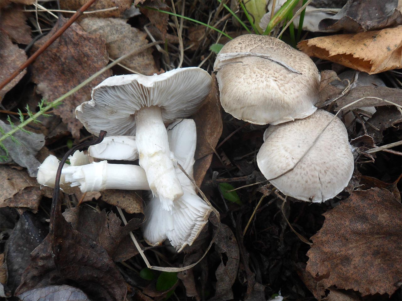 Tricholoma cingulatum