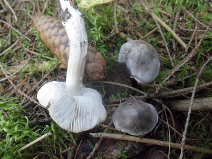 Tricholoma virgatum