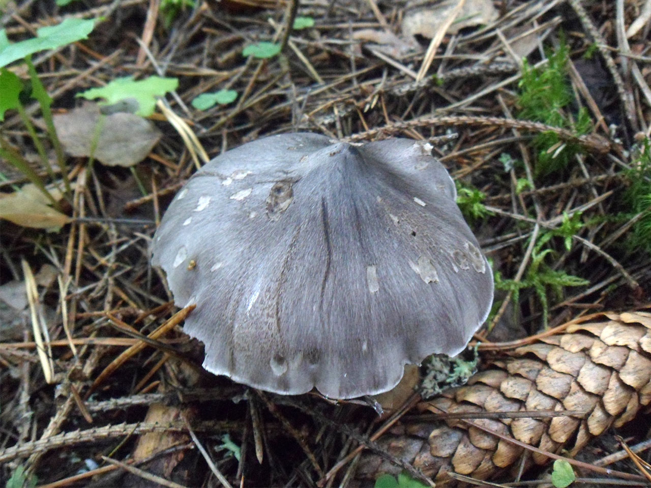 Tricholoma virgatum