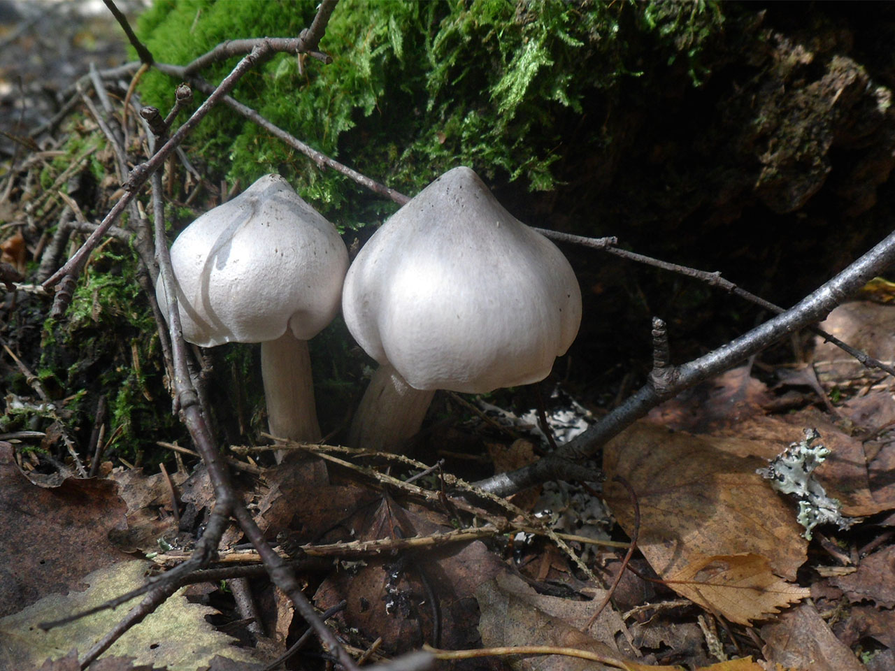Tricholoma virgatum