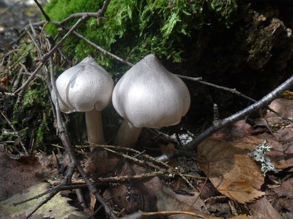 Tricholoma virgatum
