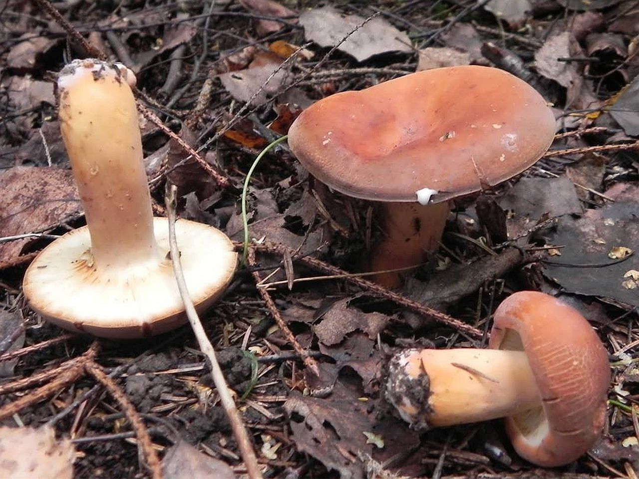Lactarius volemus