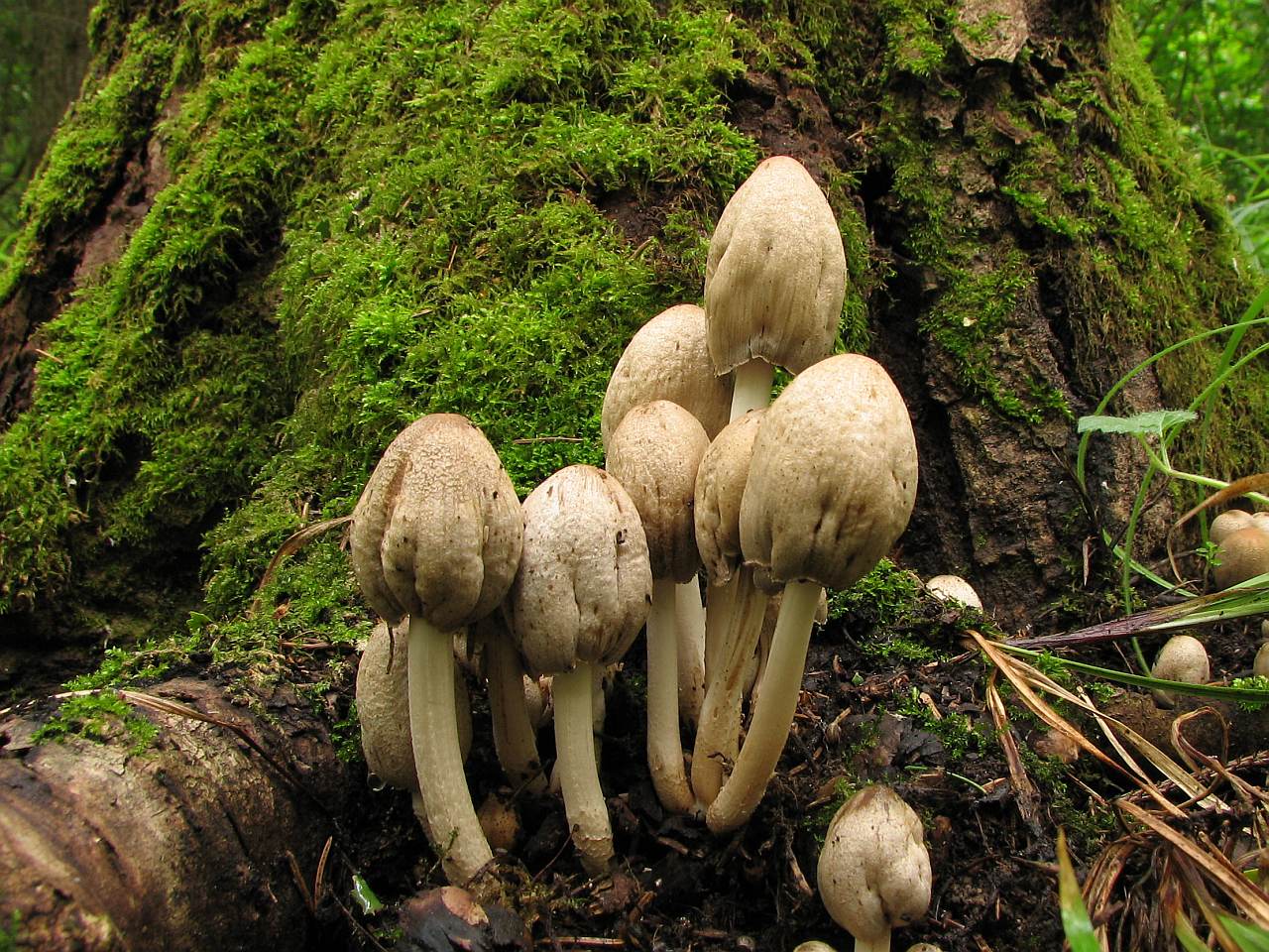 Coprinopsis atramentaria