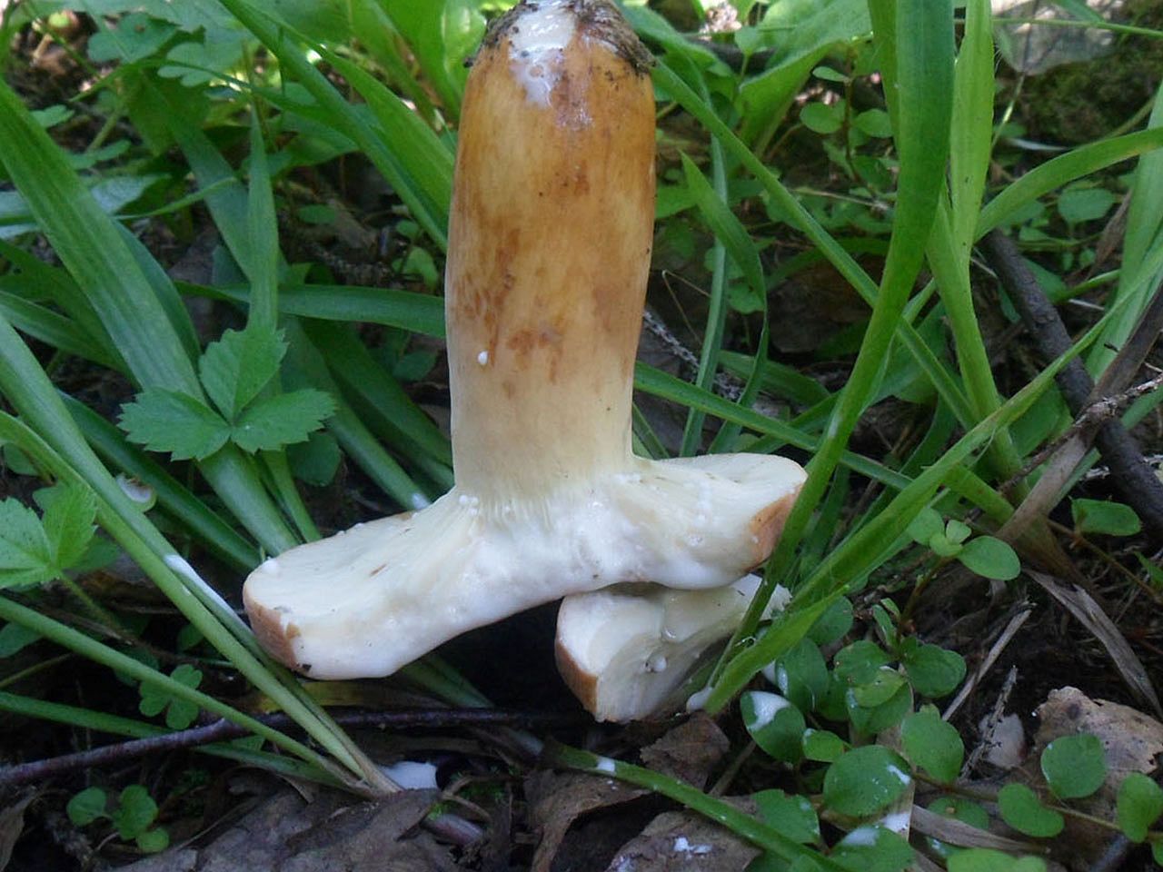 Lactarius volemus