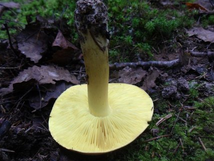 Tricholoma equestre