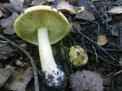 Tricholoma equestre