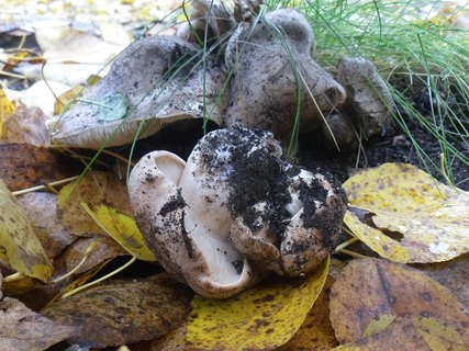 Tricholoma populinum