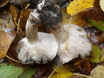 Tricholoma populinum