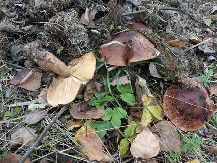 Tricholoma populinum