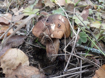 Tricholoma populinum