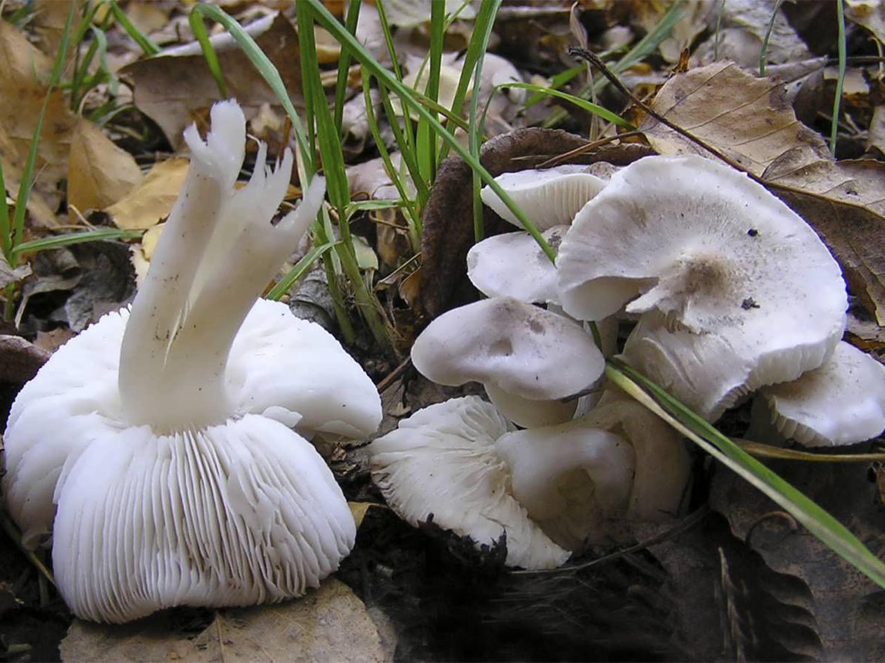 Tricholoma scalpturatum