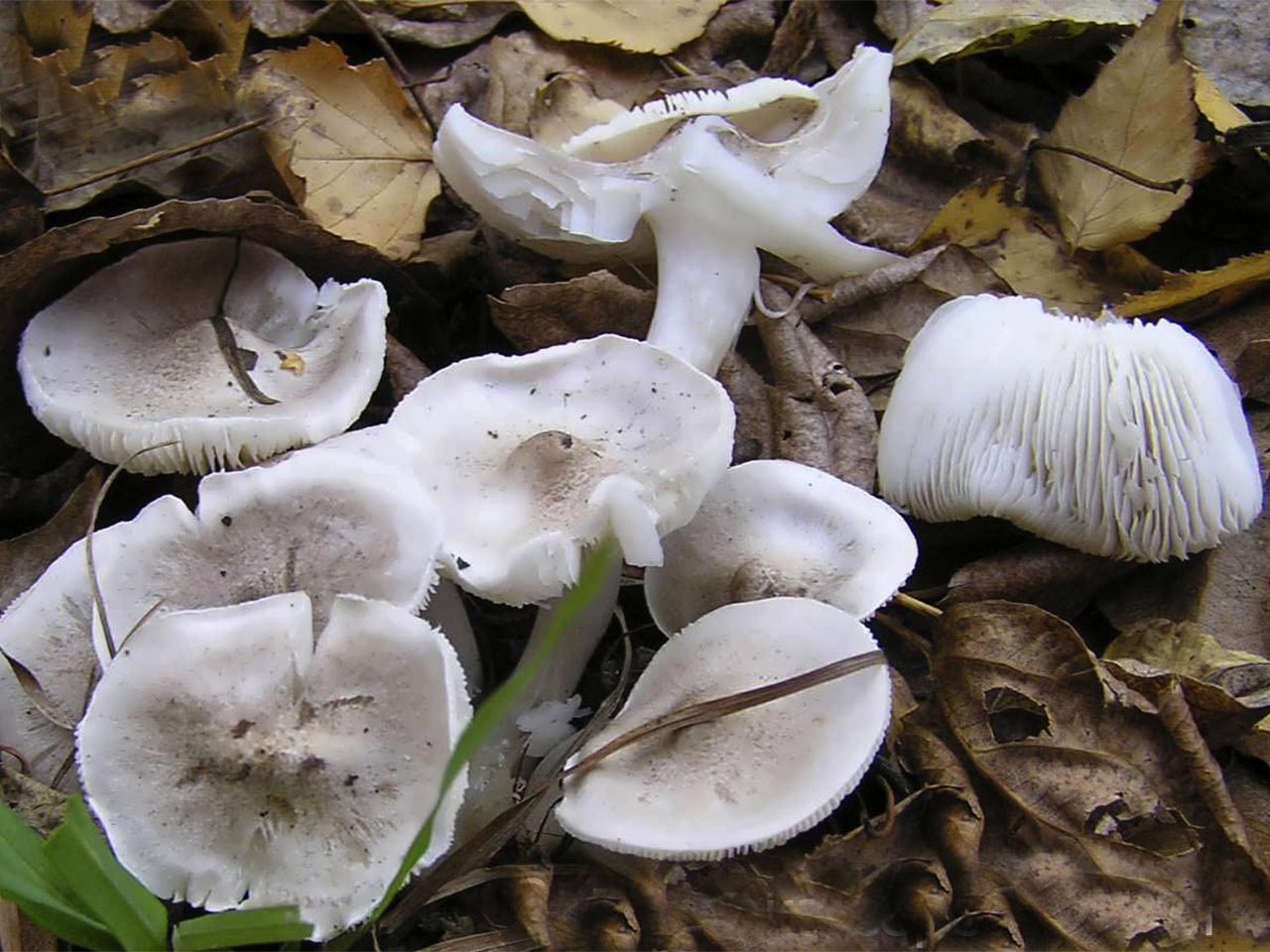 Tricholoma scalpturatum