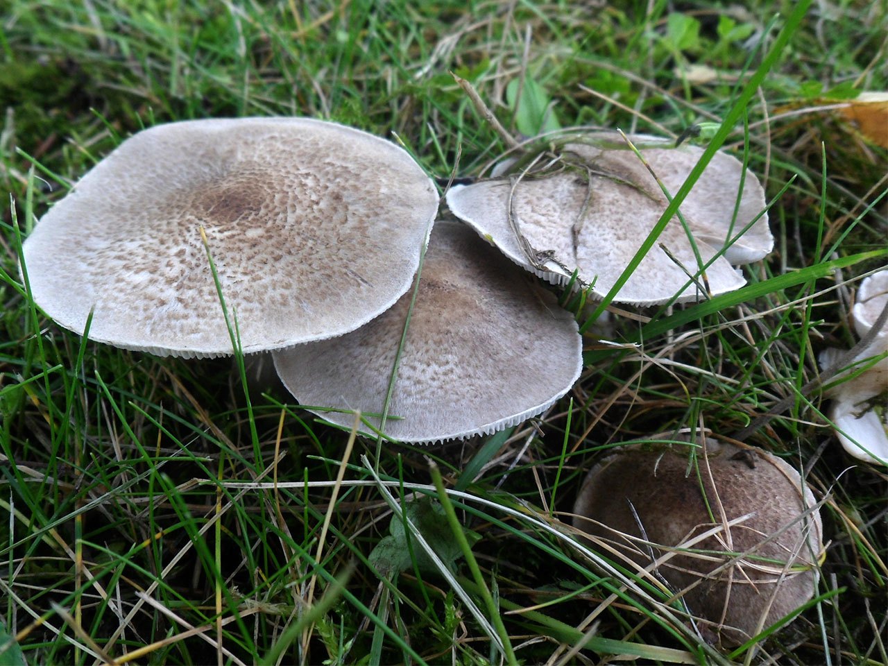 Tricholoma scalpturatum