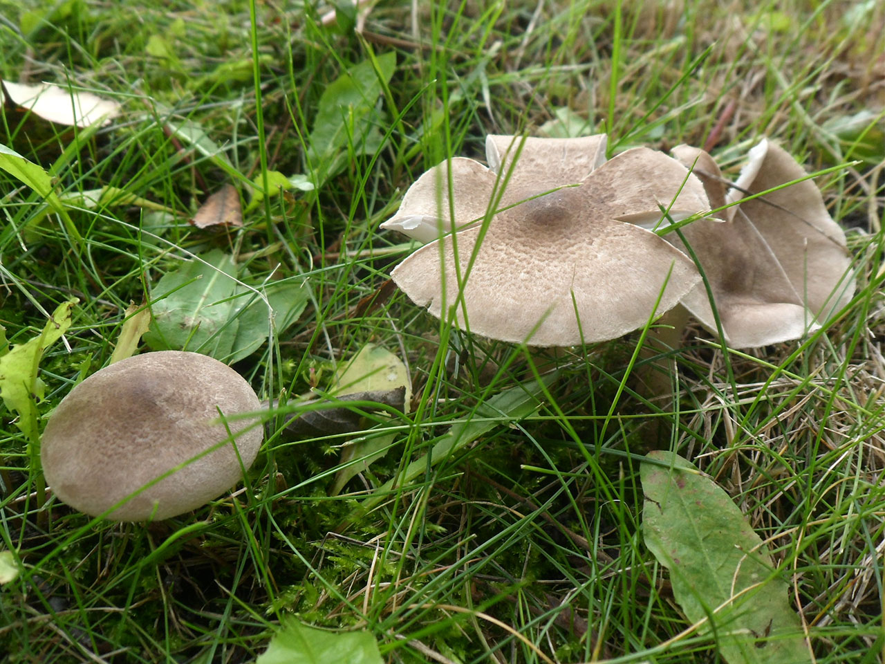 Tricholoma scalpturatum