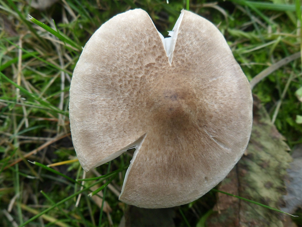 Tricholoma scalpturatum