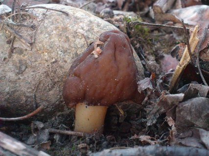 Verpa conica
