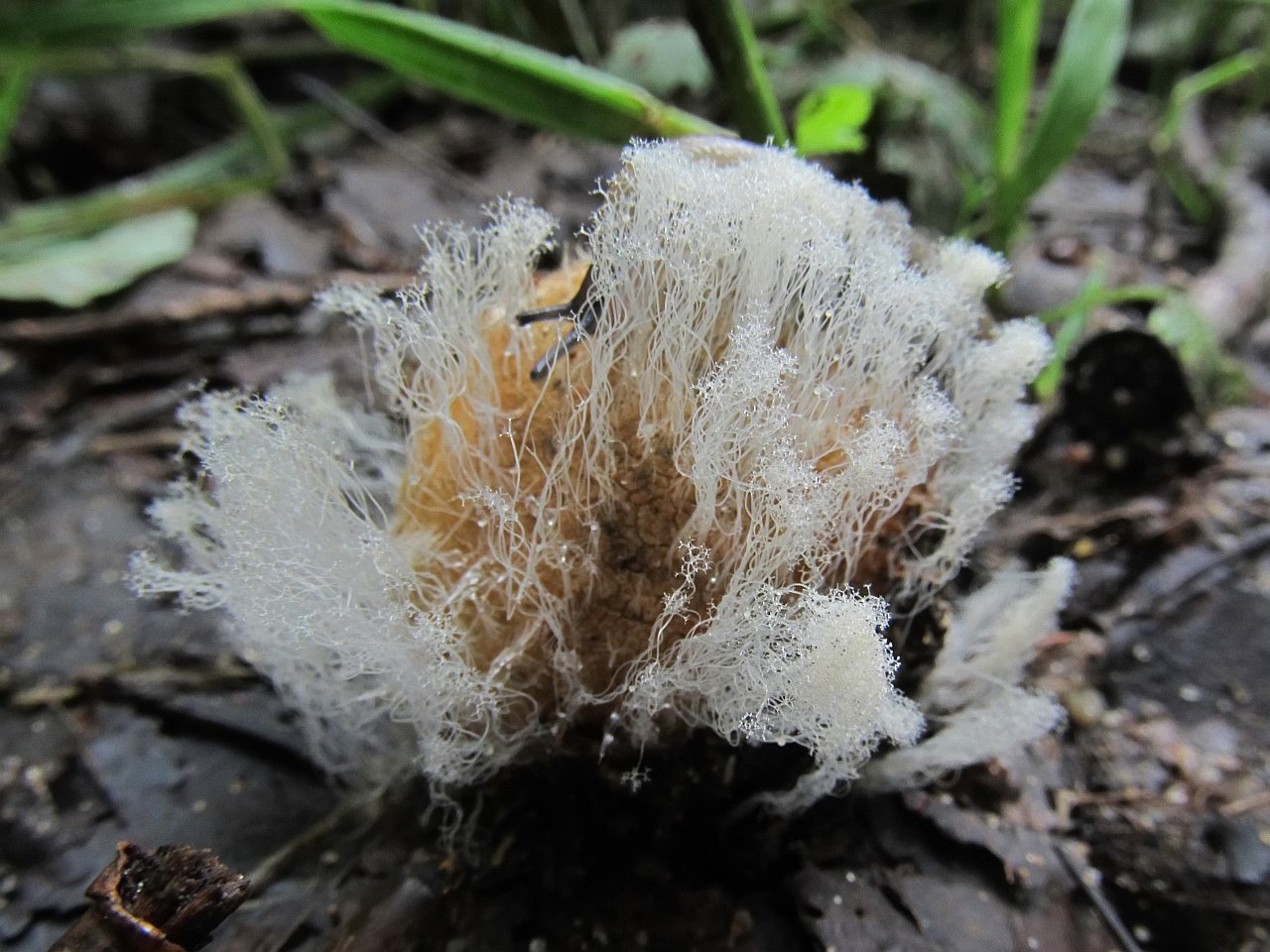 Syzygites megalocarpus