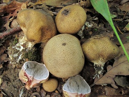 Scleroderma verrucosum
