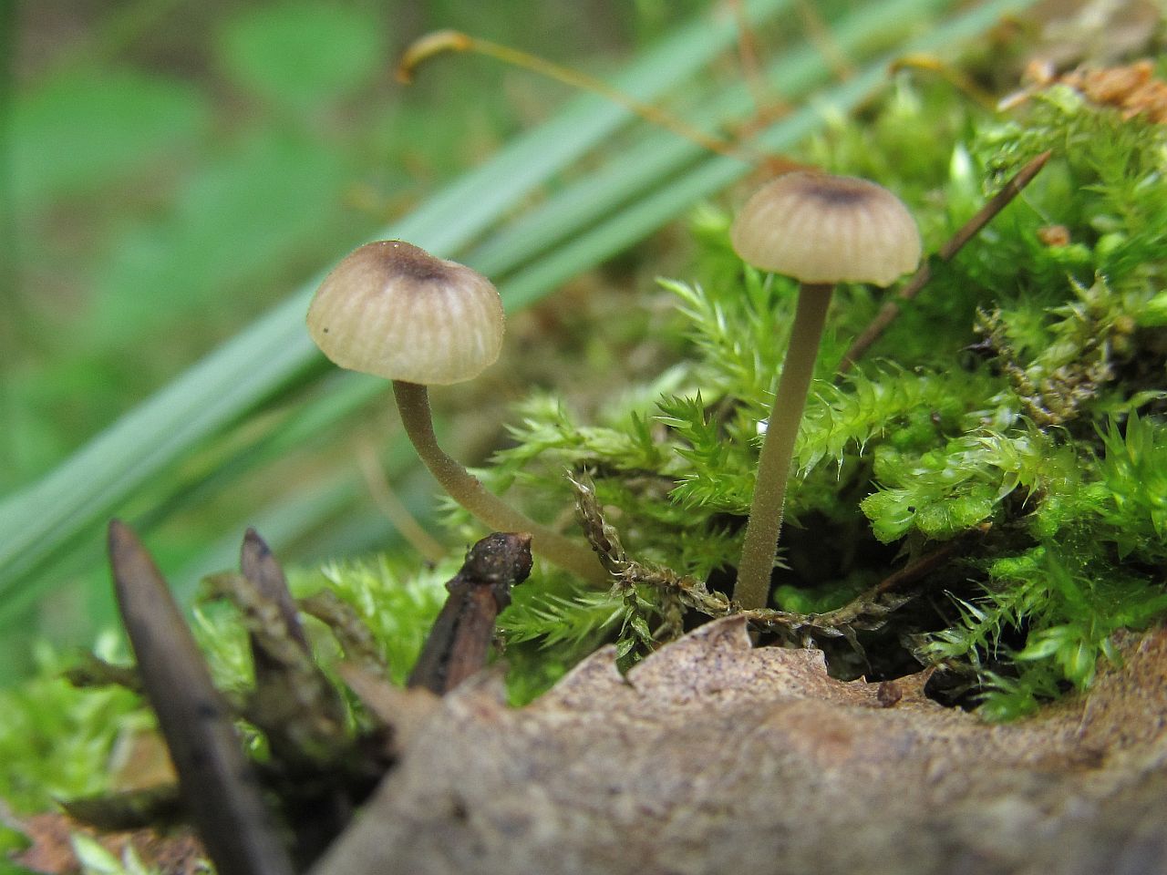 Rickenella swartzii