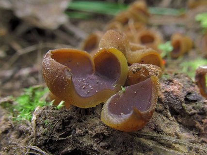 Peziza michelii