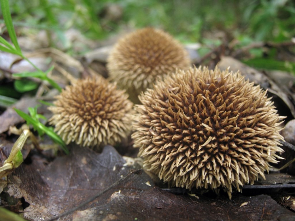 Lycoperdon echinatum
