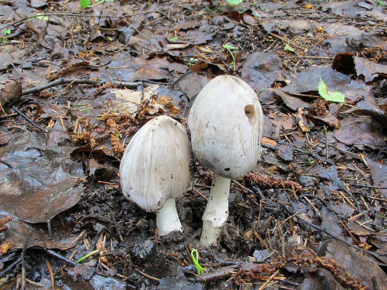 Coprinopsis atramentaria