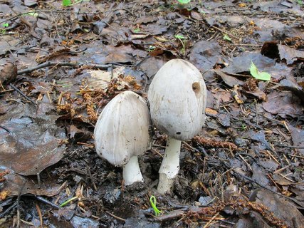 Coprinopsis atramentaria
