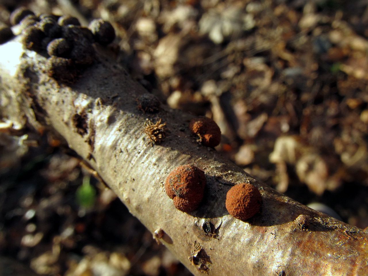 Hypoxylon fragiforme