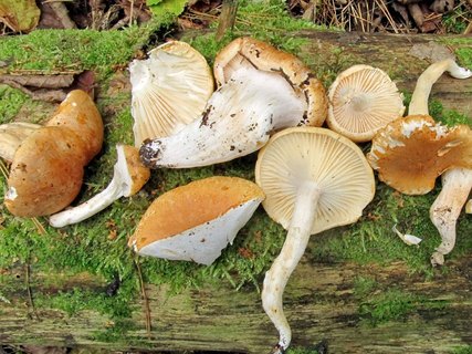 Hygrophorus nemoreus