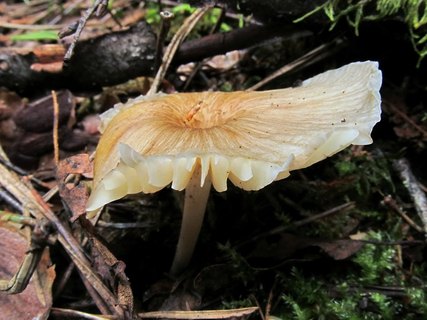 Gerronema strombodes