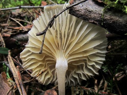 Gerronema strombodes