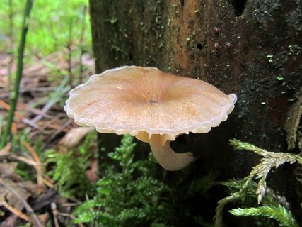 Gerronema strombodes