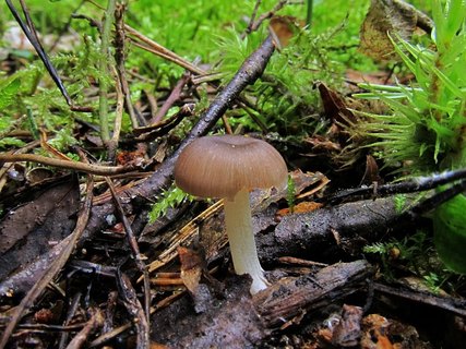 Gerronema strombodes