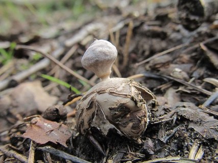 Geastrum fornicatum