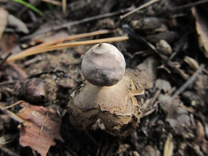 Geastrum fornicatum