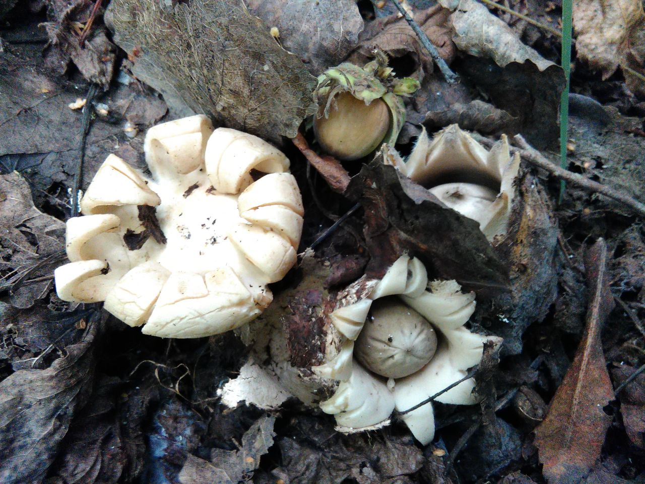 Geastrum fimbriatum