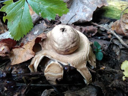 Geastrum fimbriatum