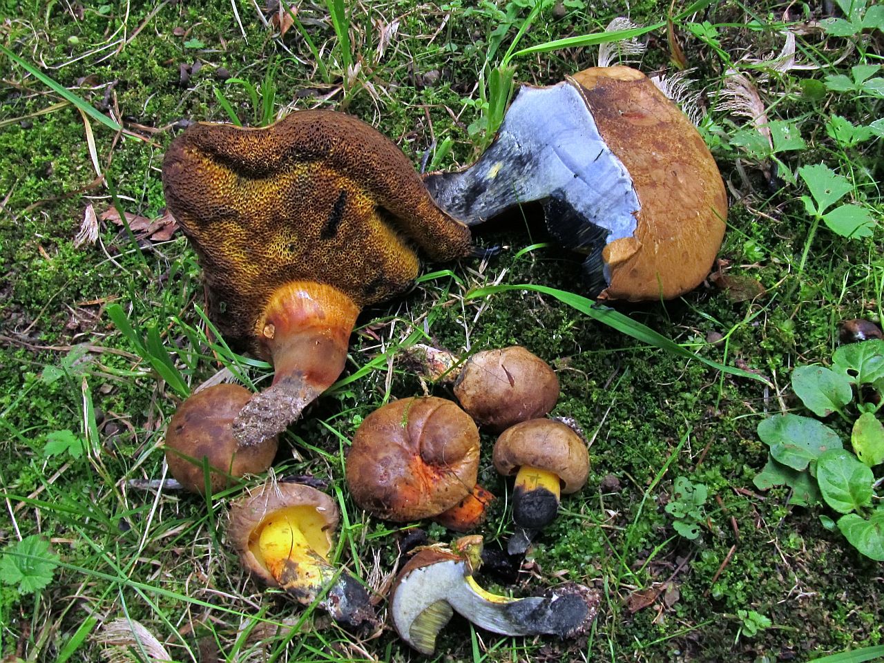 Cyanoboletus pulverulentus