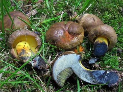 Cyanoboletus pulverulentus