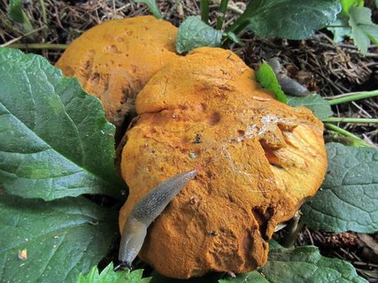 Buchwaldoboletus lignicola