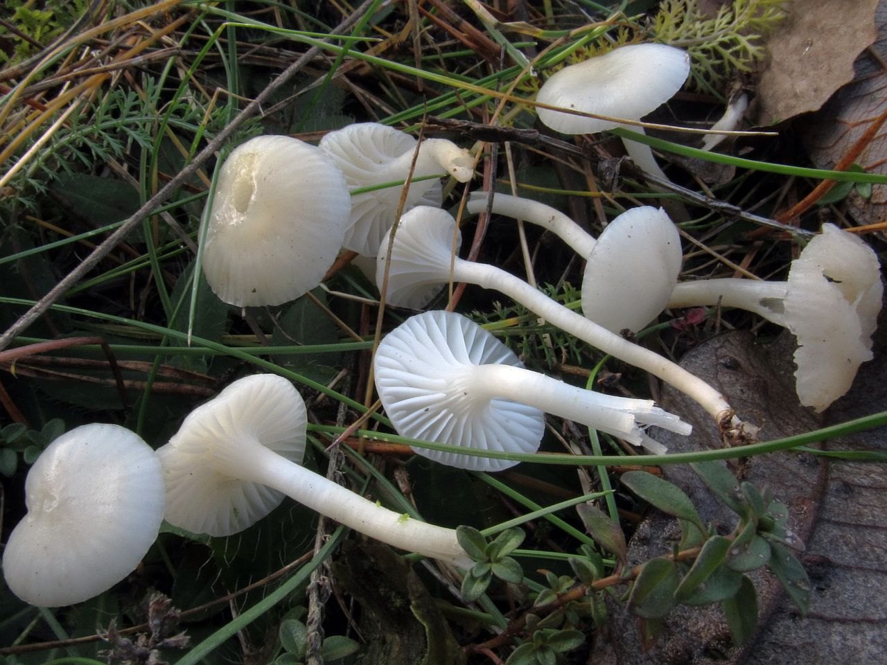 Cuphophyllus virgineus