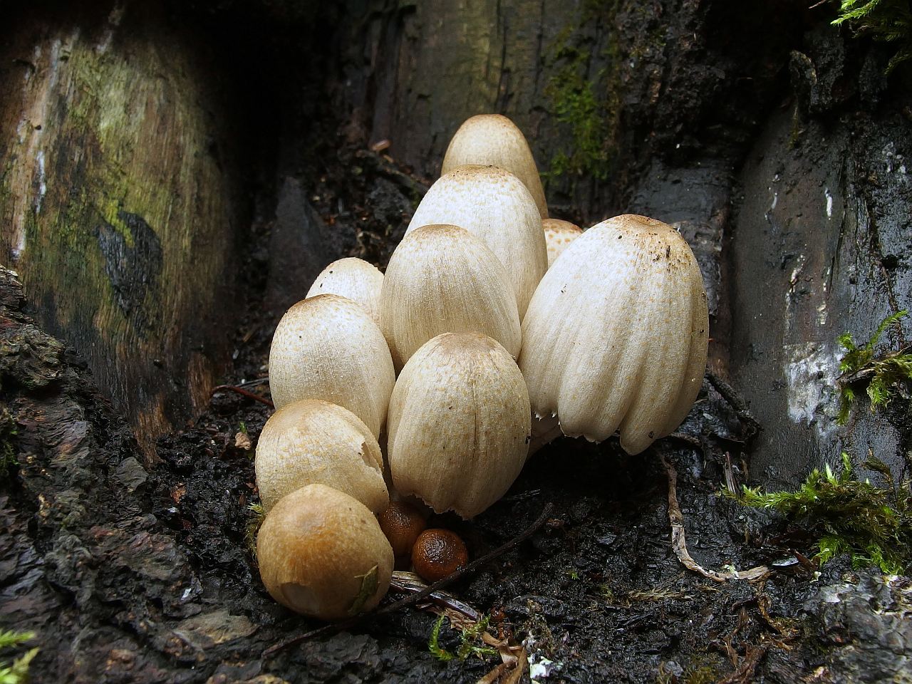 Coprinopsis atramentaria