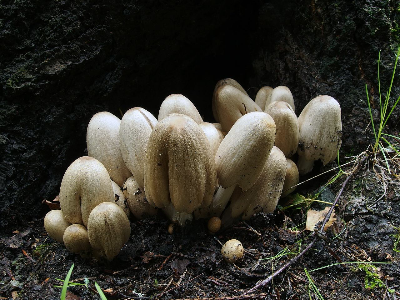 Coprinopsis atramentaria