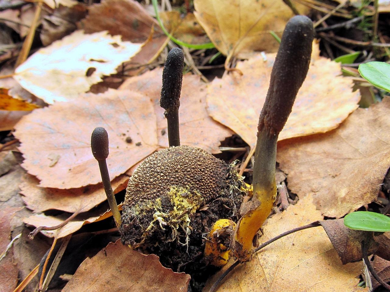 Tolypocladium