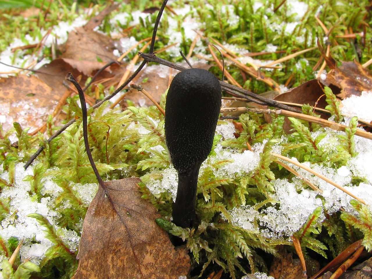 Tolypocladium ophioglossoides