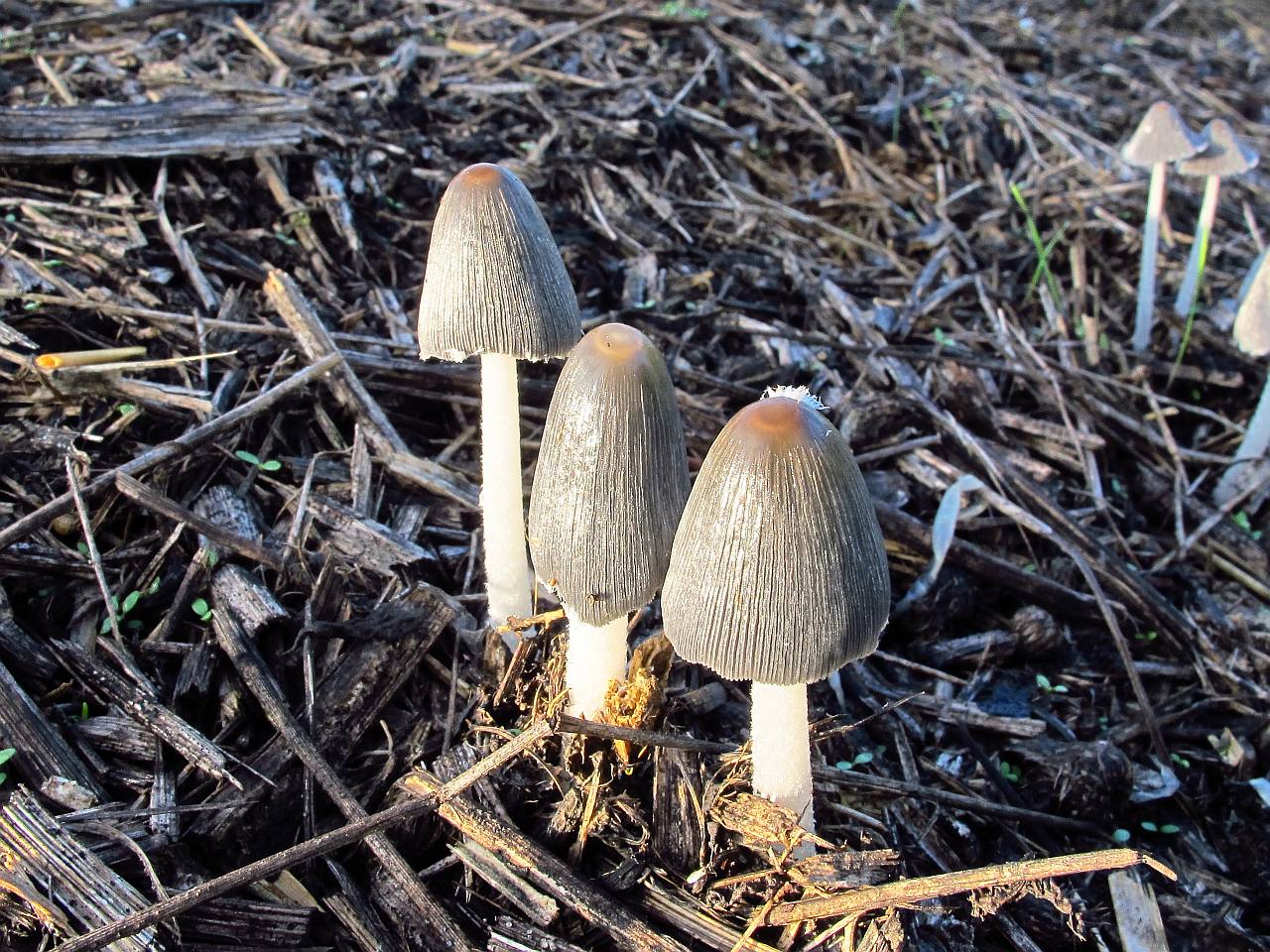 Coprinopsis cinerea