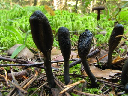 Tolypocladium ophioglossoides