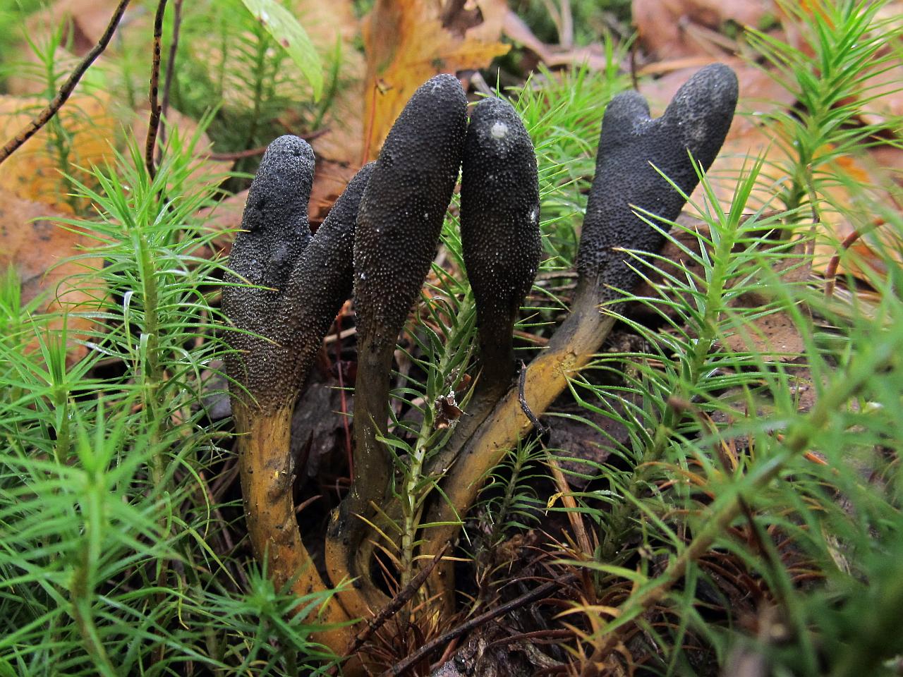 Tolypocladium ophioglossoides
